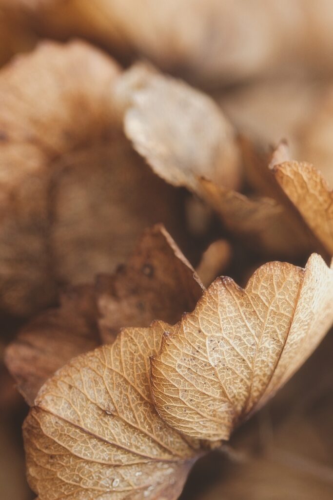 dried, hydrangeas, autumn-8525913.jpg