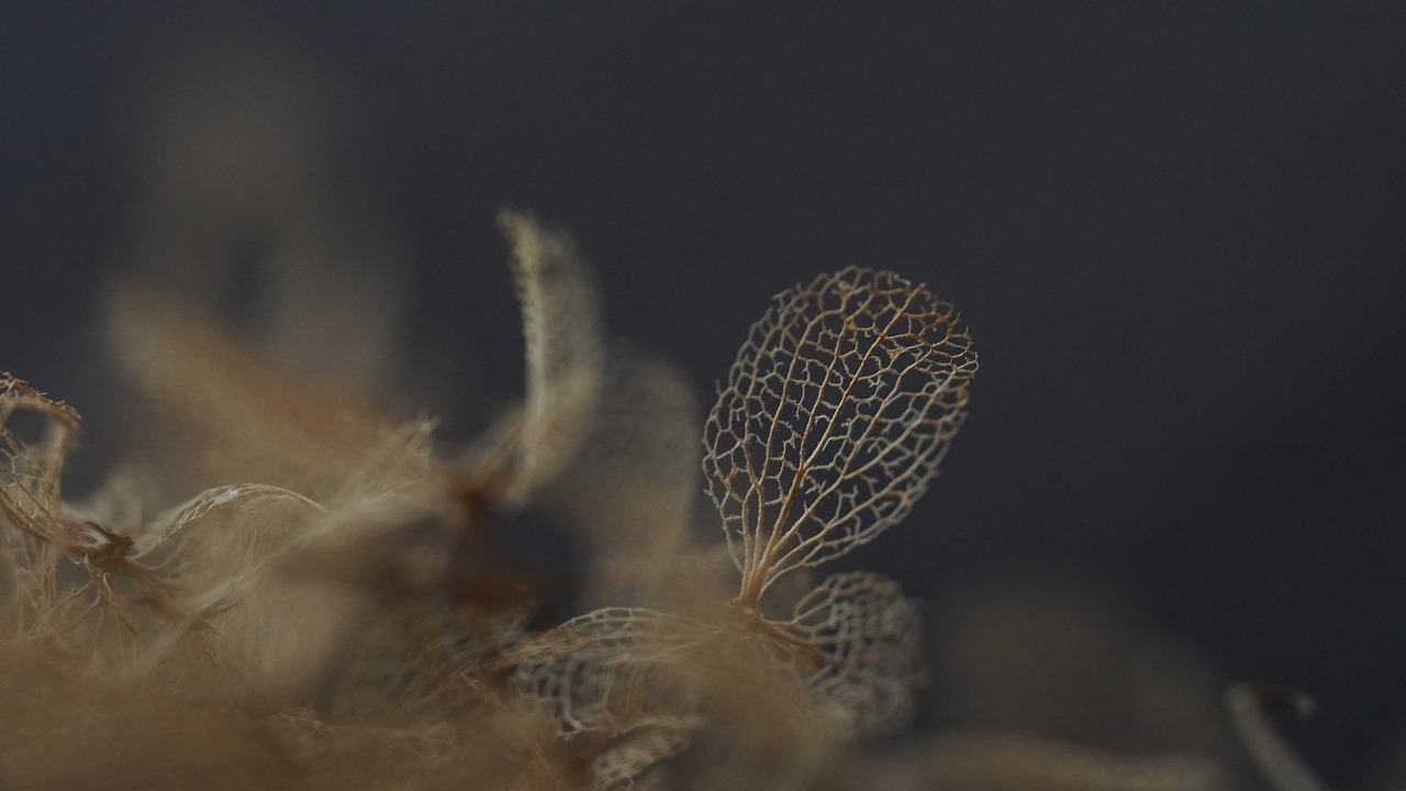 hydrangea, laptop wallpaper, windows wallpaper-8581583.jpg